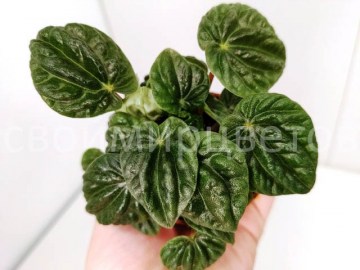 Пеперомия Lilian